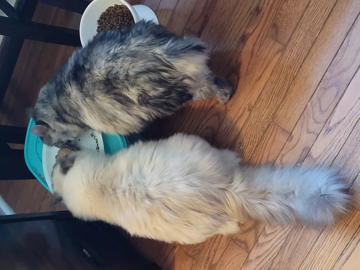 Billy and Mr. Kitty eating together — two long-haired cats growing more hair to shed everywhere