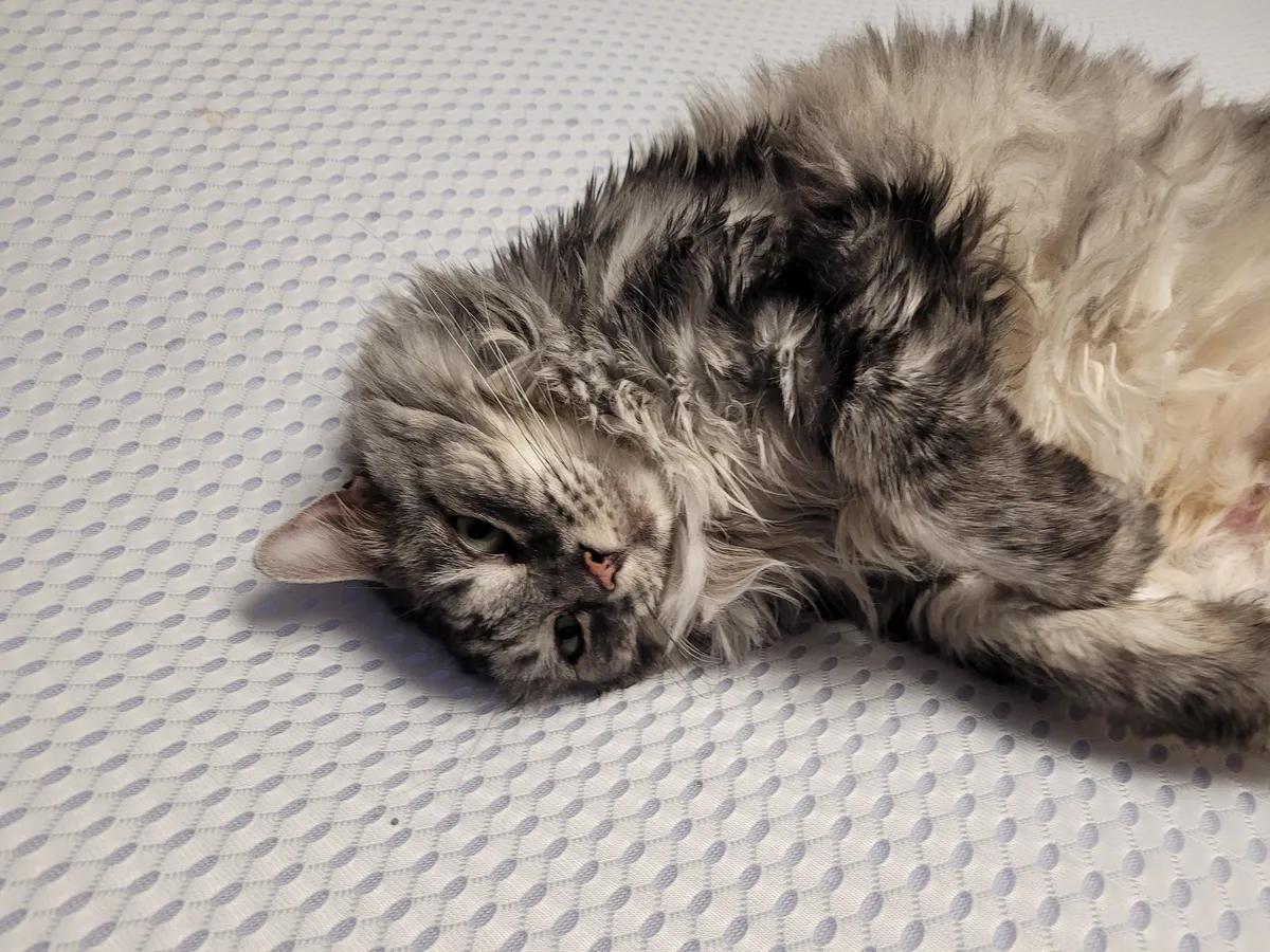 Billy relaxing — clearly unbothered by the new litter box arrangement