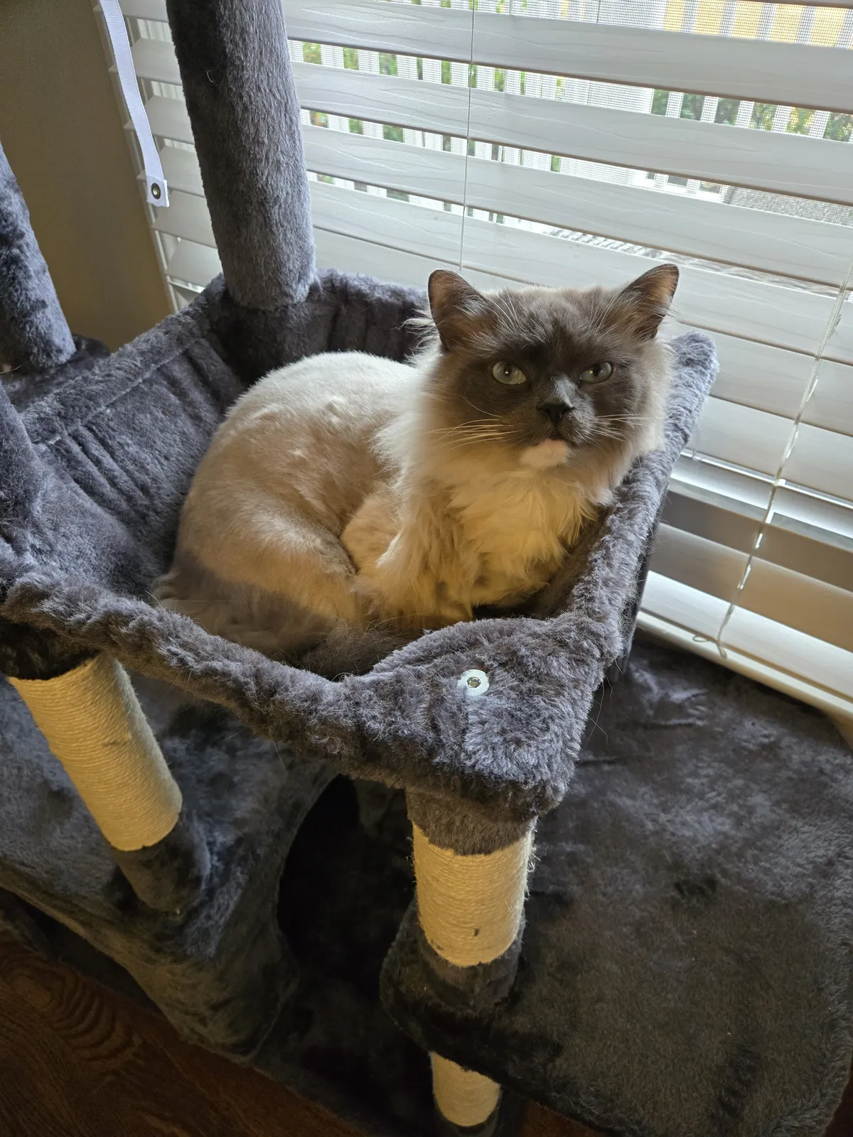 One of my cats lounging in the cat tree hammock — this is the whole point, give them somewhere better to be