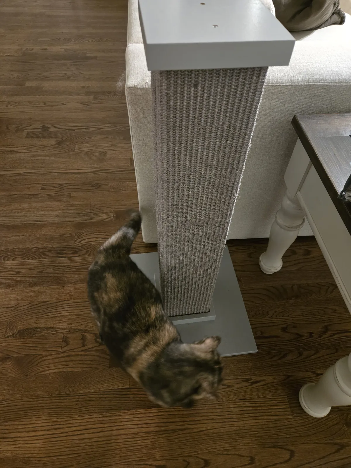 One of my cats checking out the cardboard scratcher pad placed right next to the couch — exactly where you want them to go instead