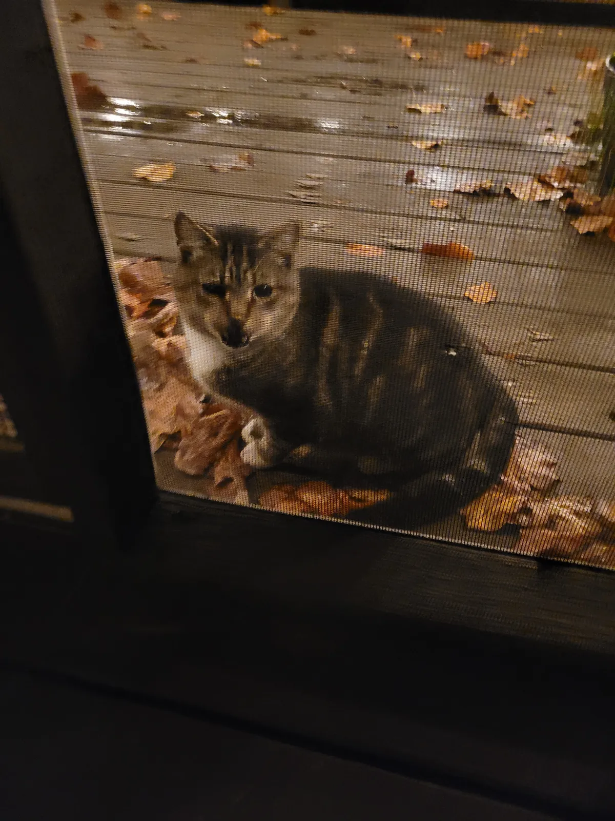 Chonk peering out through the screen window of his cat house — surrounded by fall leaves because we took the door flap off