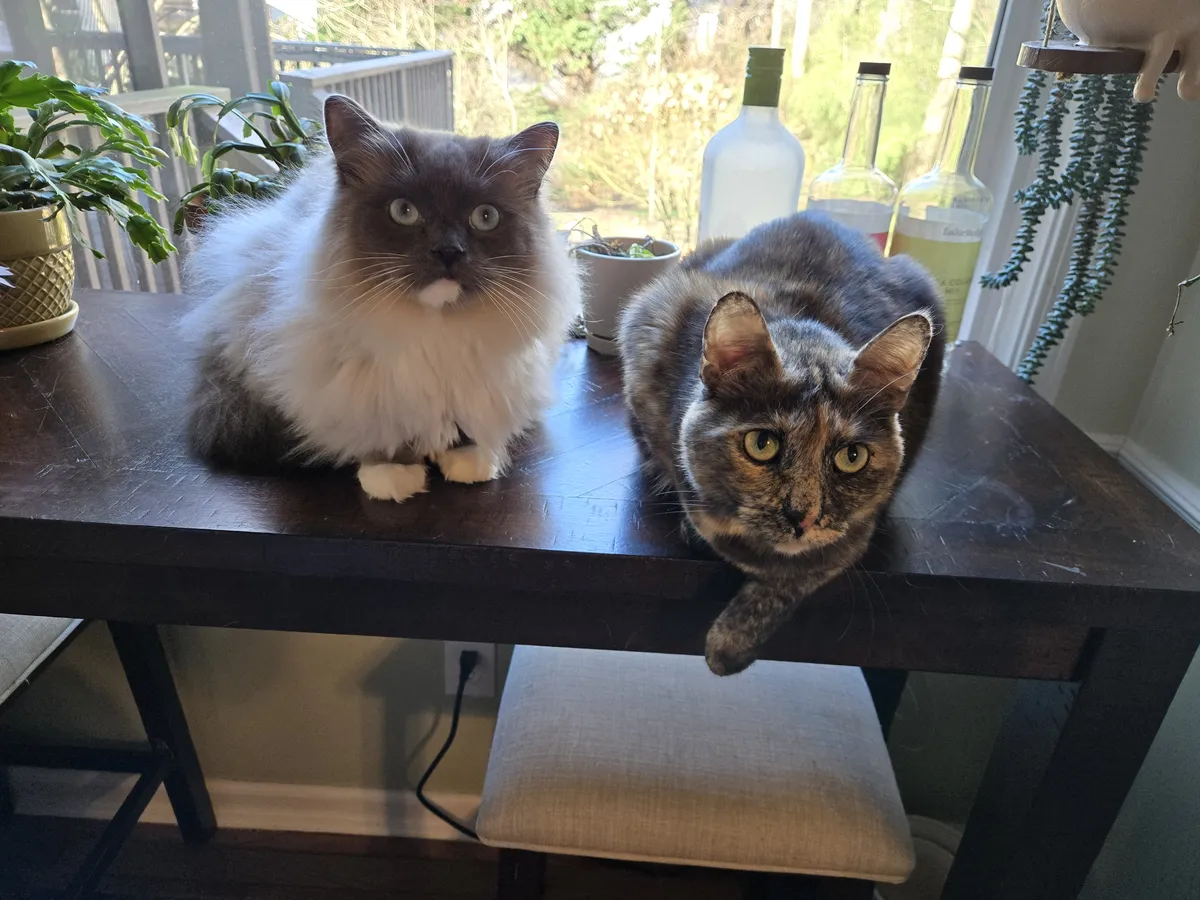 Mr. Kitty and Xena — two of the three cats who use the hidden litter box cabinet daily