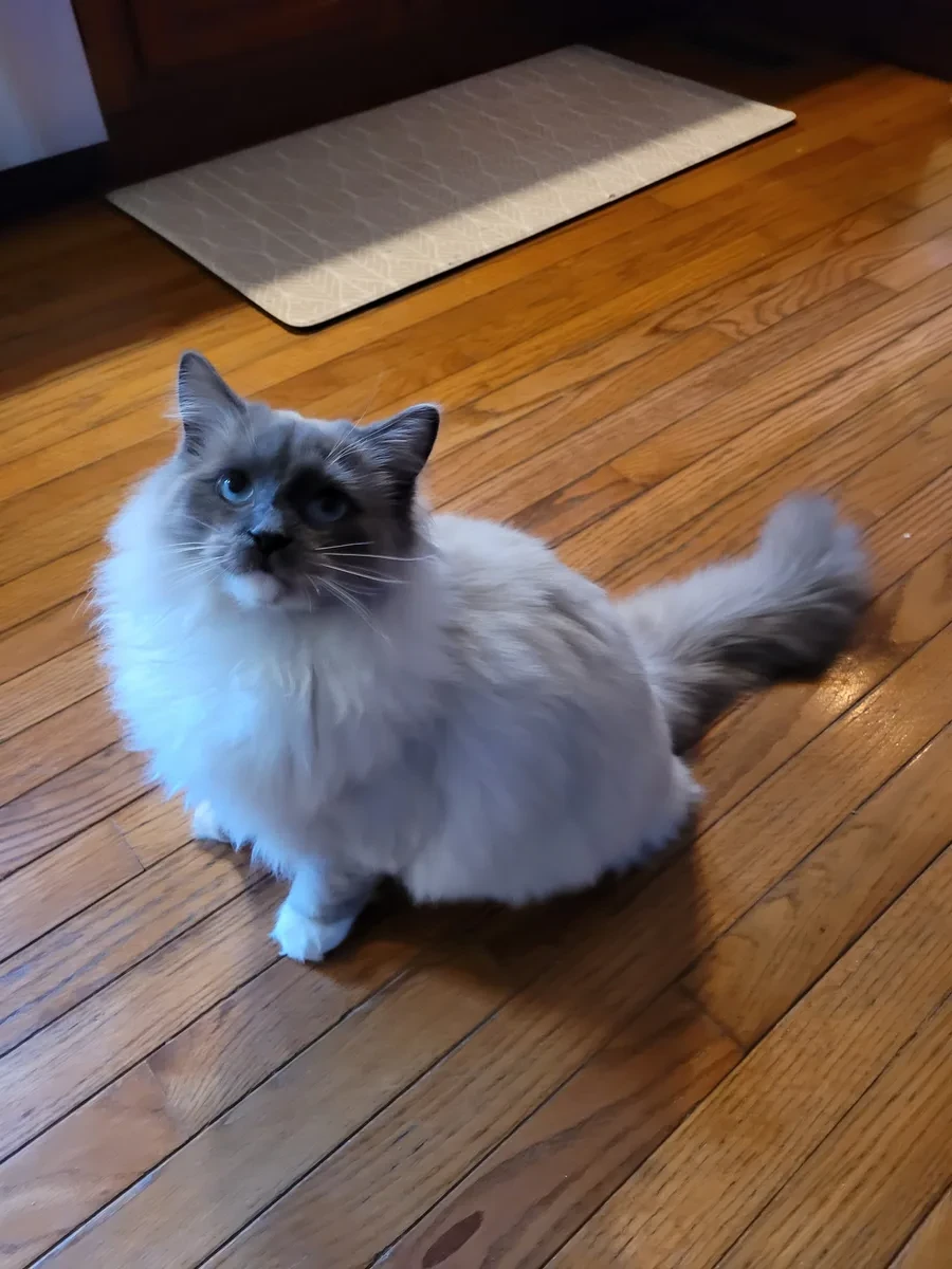 Majestic Mr. Kitty when we keep him properly brushed — he really is a pretty boy