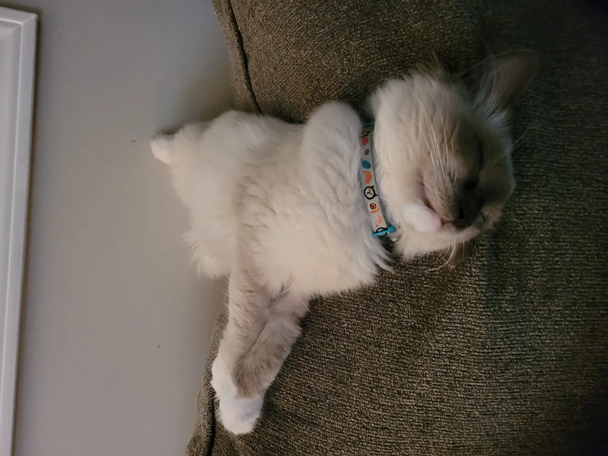 Mr. Kitty as a kitten, before he became a floof and needed regular grooming — he was carefree