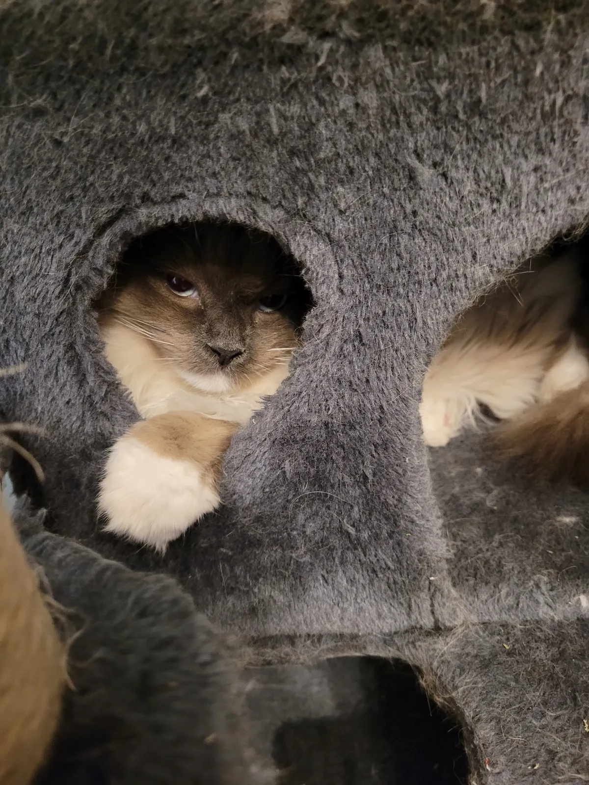 Mr. Kitty nestled into the cat tree cubby — this is his favorite sleeping spot in the house