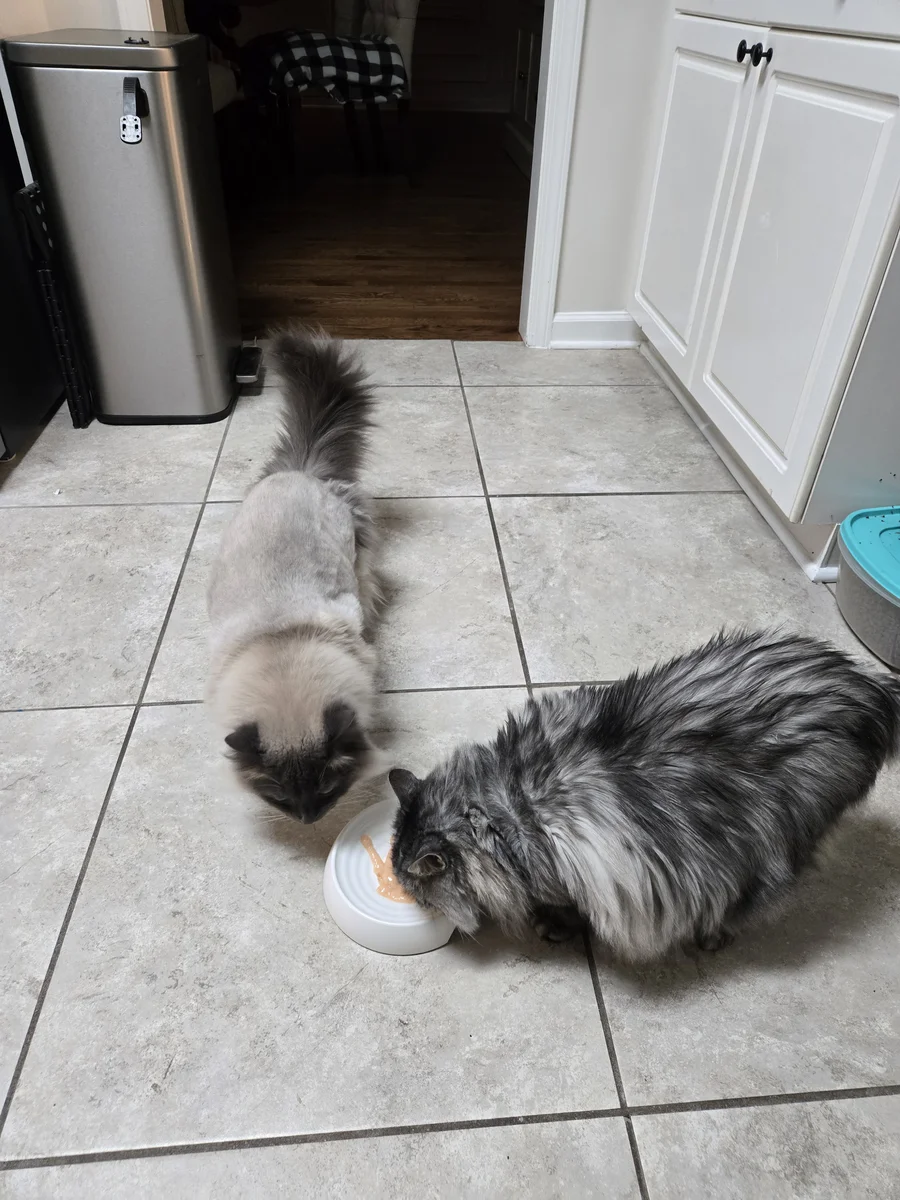 Mr. Kitty and Billy sharing the plate — the ridges keep everything in place even with two cats going at it