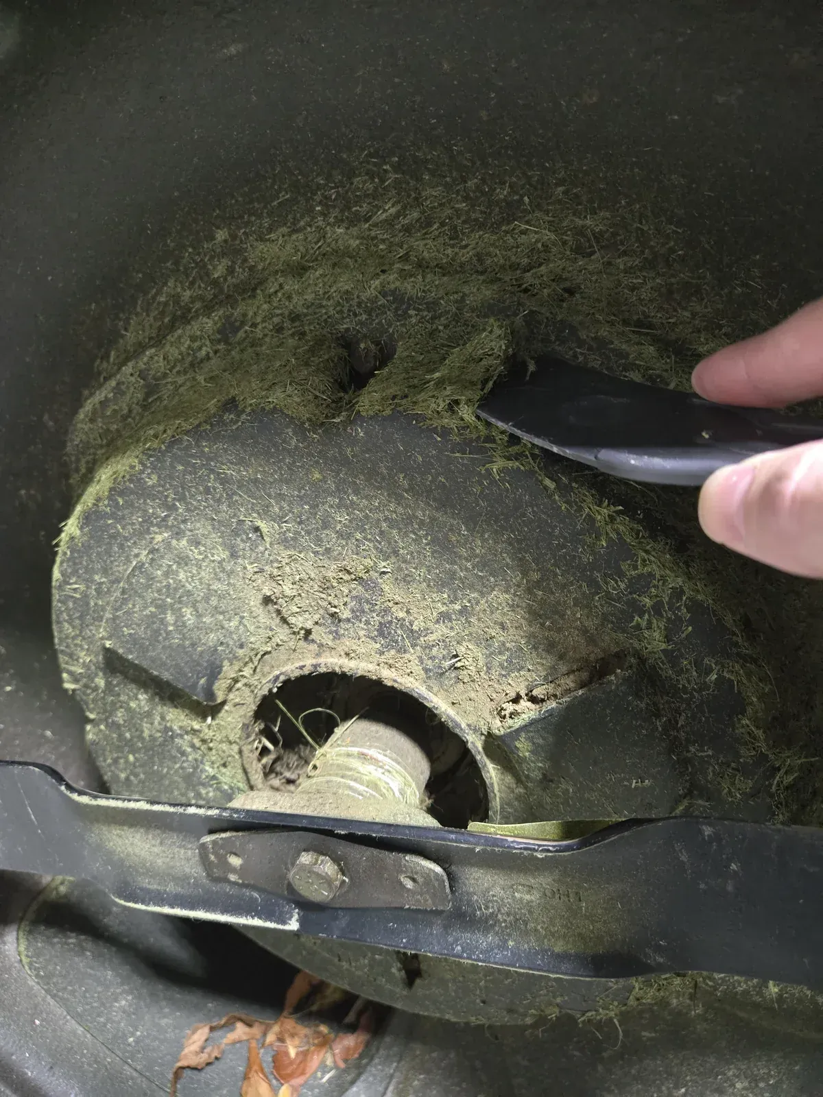 The grass ring around the spindle, half scraped clean